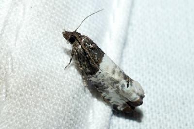 Notocelia roborana