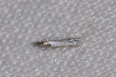 Lyonetia clerkella