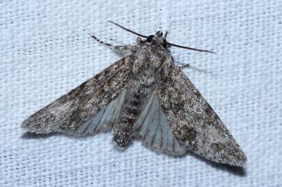 Acronicta megacephala