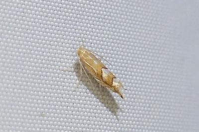 Phyllonorycter belotella