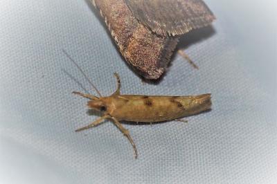 Ypsolopha alpella