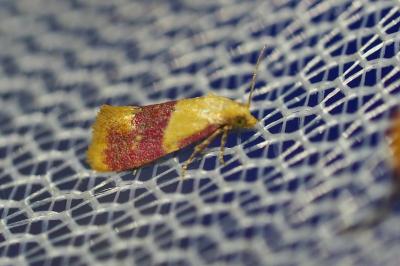 Diceratura ostrinana
