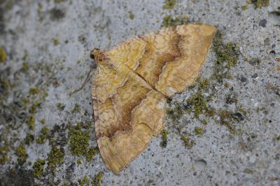 Camptogramma bilineata
