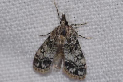 Eudonia lacustrata