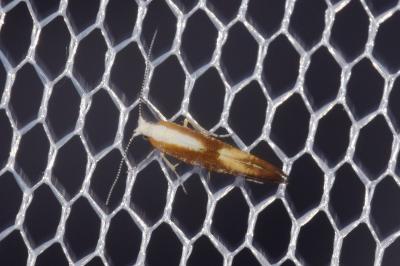 Argyresthia albistria