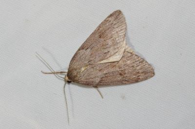 Pachycnemia hippocastanaria