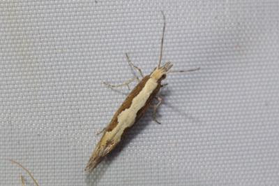 Plutella xylostella
