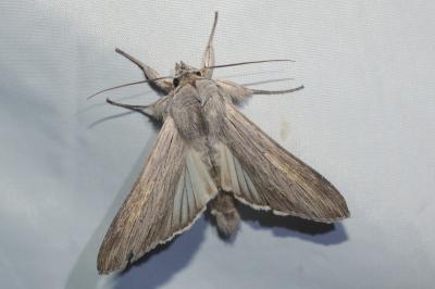 Cucullia umbratica
