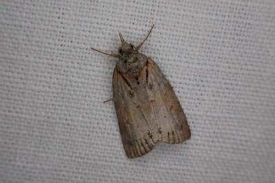 Nycteola revayana