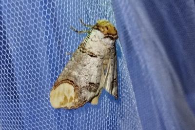 Phalera bucephala