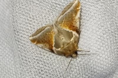 Habrosyne pyritoides