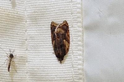 Acleris umbrana