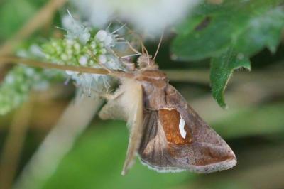 Macdunnoughia confusa