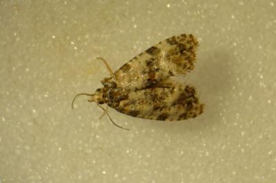 Cochylis molliculana