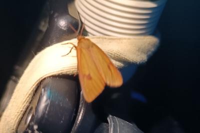 Diacrisia sannio