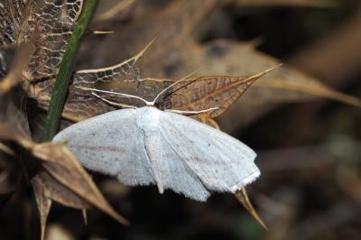 Scopula emutaria