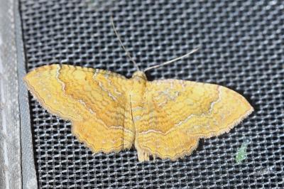 Camptogramma bilineata