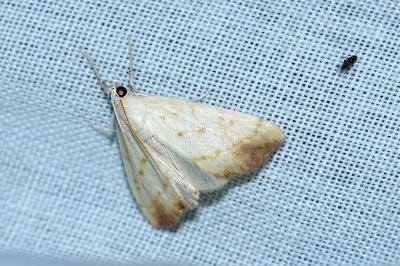 Evergestis extimalis