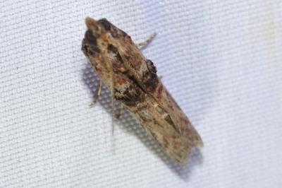 Nephopterix angustella