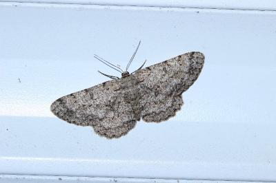Hypomecis punctinalis