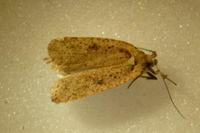 Agonopterix scopariella