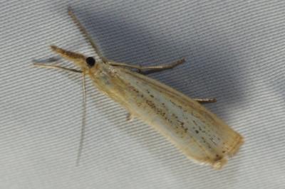 Agriphila straminella