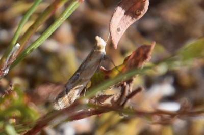 Ancylosis cinnamomella