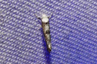 Paraswammerdamia albicapitella