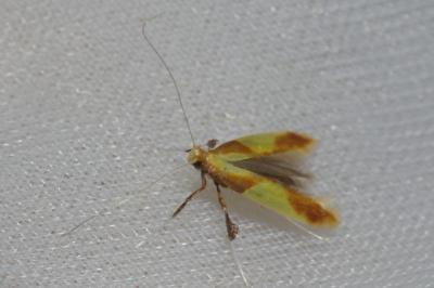 Caloptilia alchimiella
