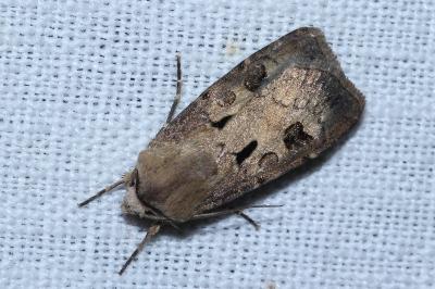 Agrotis exclamationis