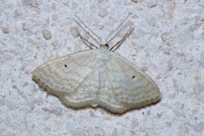 Scopula immutata