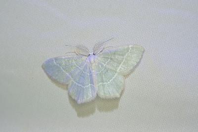 Jodis lactearia