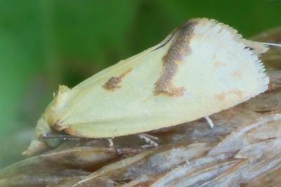 Agapeta hamana