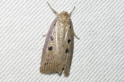 Chilodes maritima