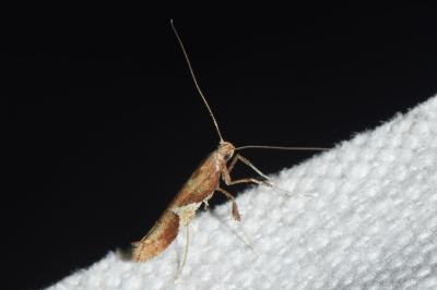 Caloptilia stigmatella