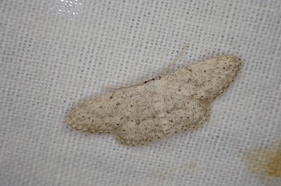 Idaea seriata