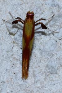 Caloptilia alchimiella