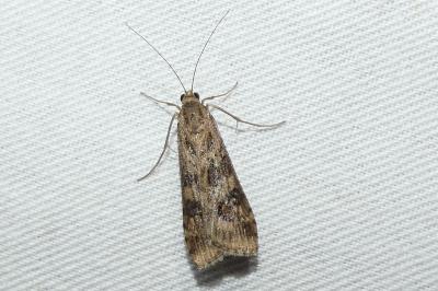 Nomophila noctuella