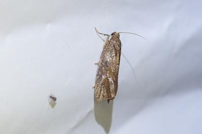 Endothenia quadrimaculana
