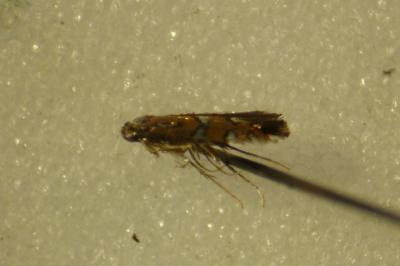 Phyllonorycter lautella