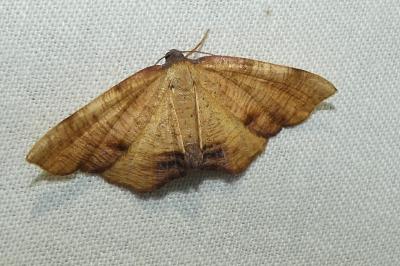 Plagodis dolabraria