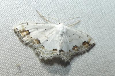 Scopula ornata