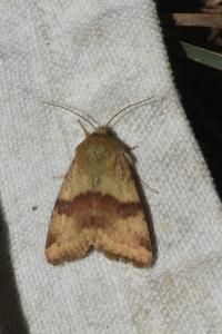 Heliothis viriplaca