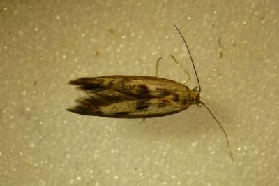 Scythris limbella