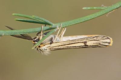 Spiris striata