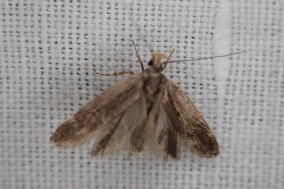 Aroga velocella