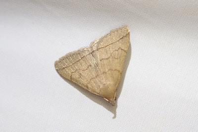 Herminia tarsipennalis