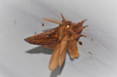Euthrix potatoria