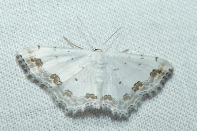 Scopula ornata