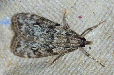 Eudonia truncicolella